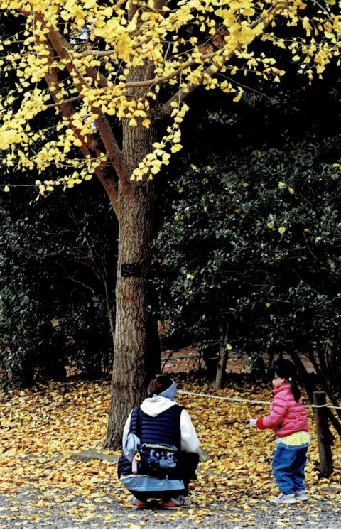 銀杏の下で