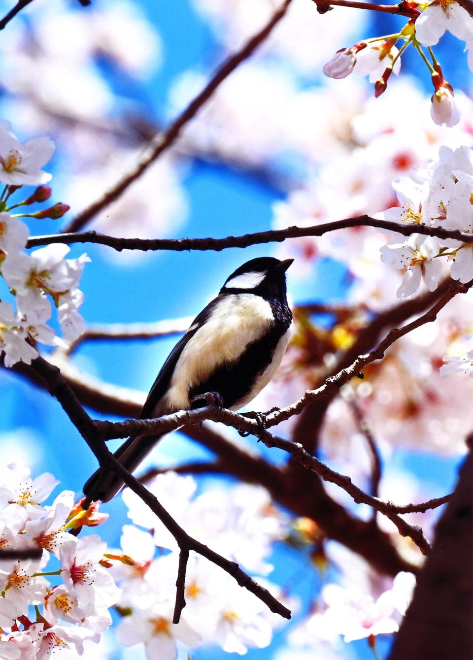 春の訪れ