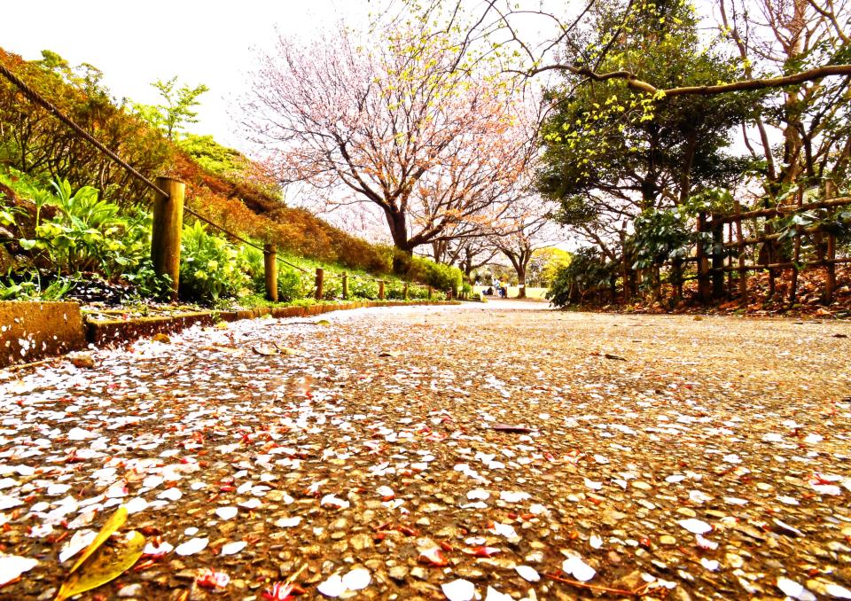 桜の散る道