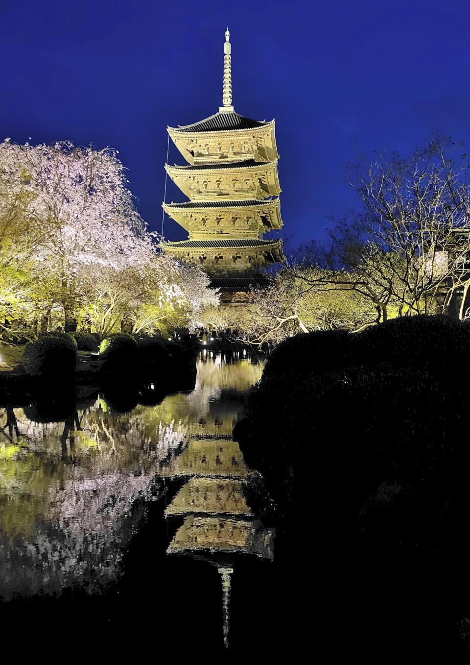 桜花爛漫・東寺五重塔