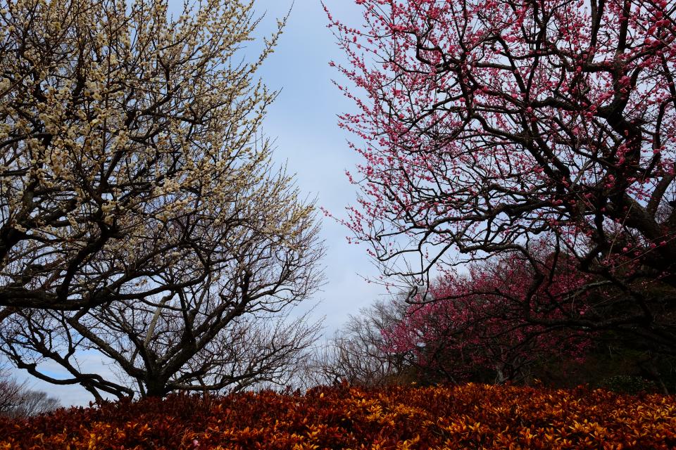 新林公園の朝