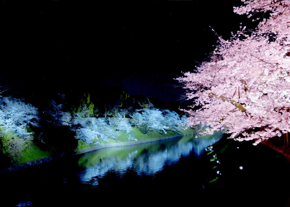 夜桜