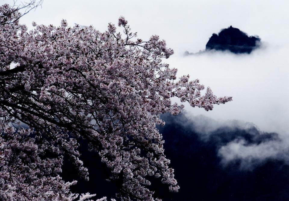 妙義の桜