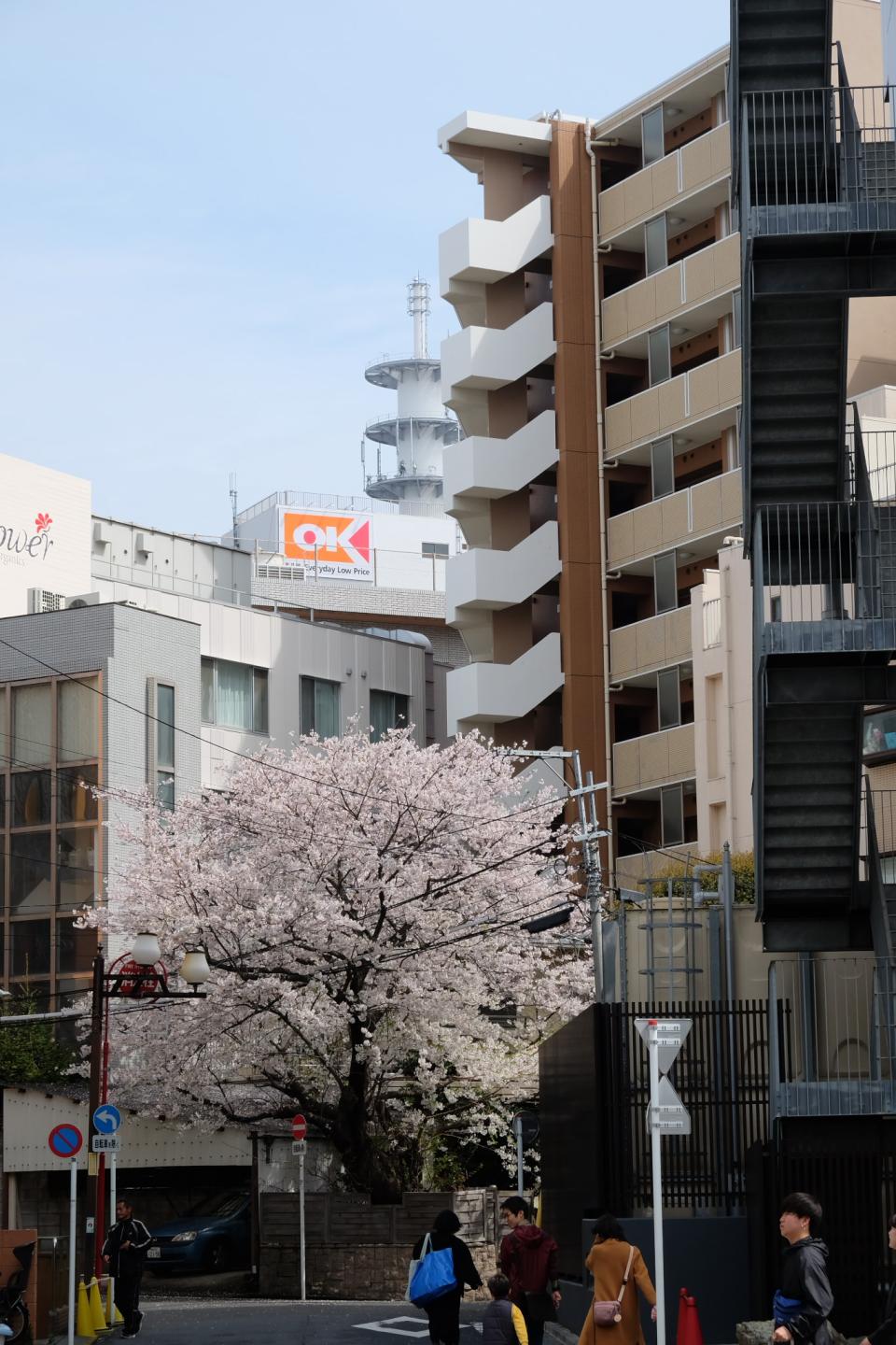 シリーズふじさわ小景「街中の春」