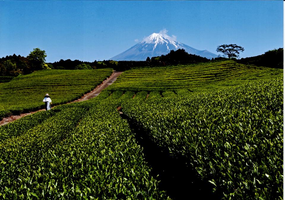 茶畑の富士