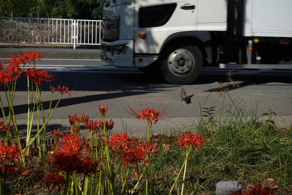 県道沿いに咲く