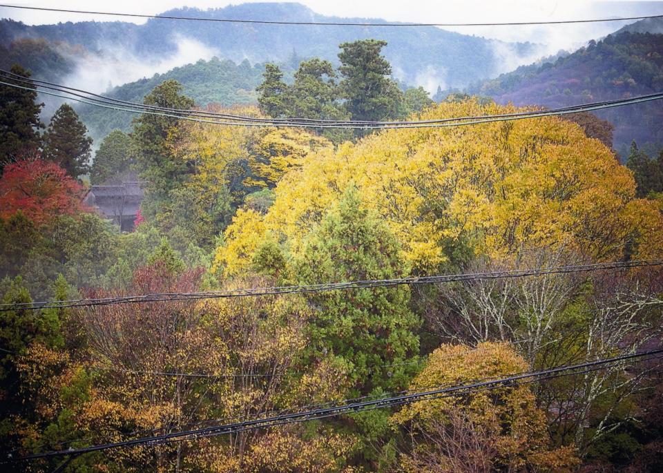 霧雨に霞む吉野山