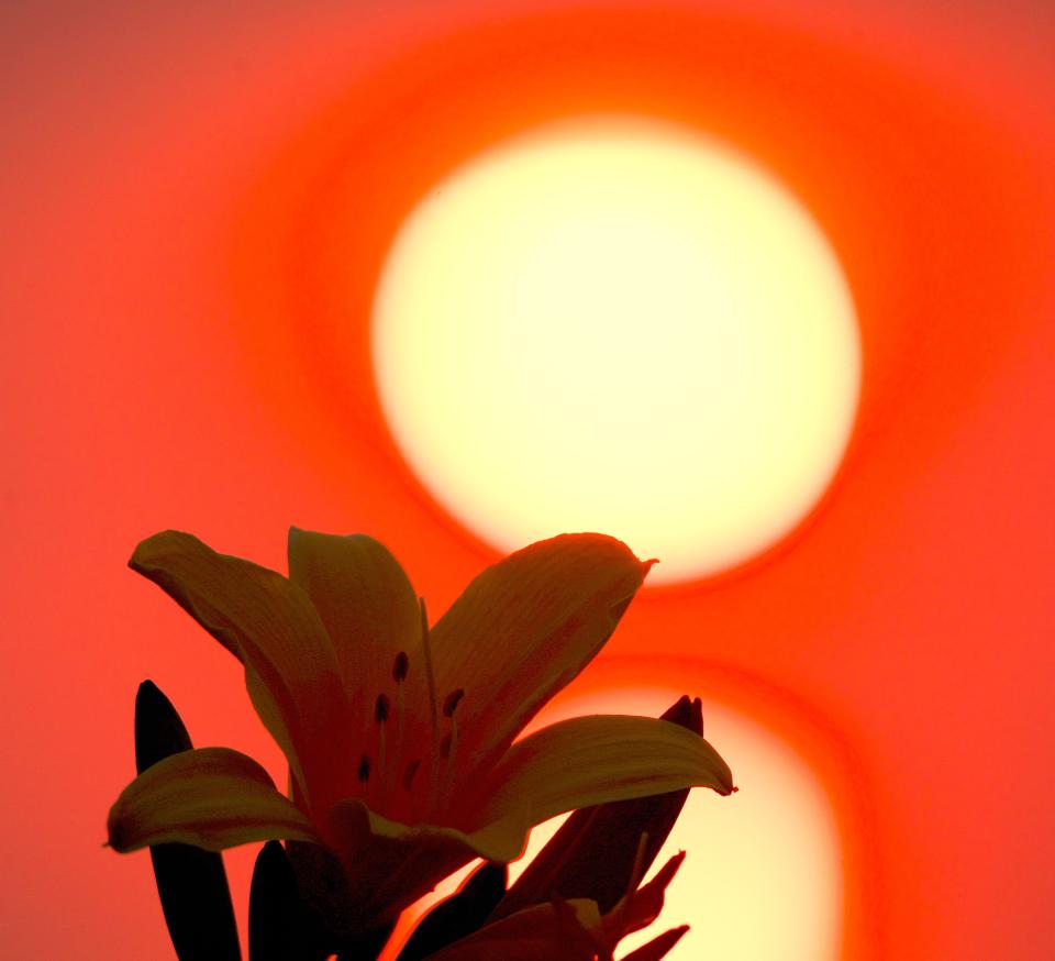 日本に２箇所だけの花