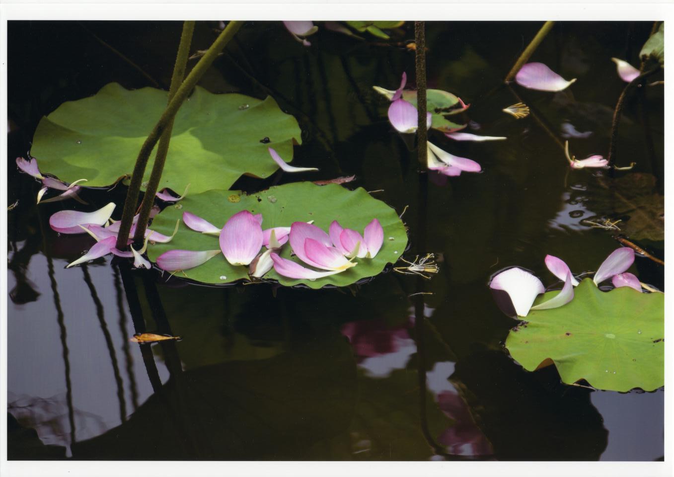 落花