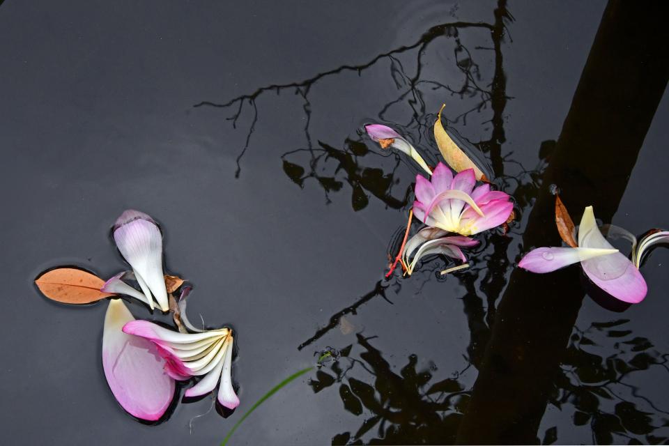 水面の花びら　