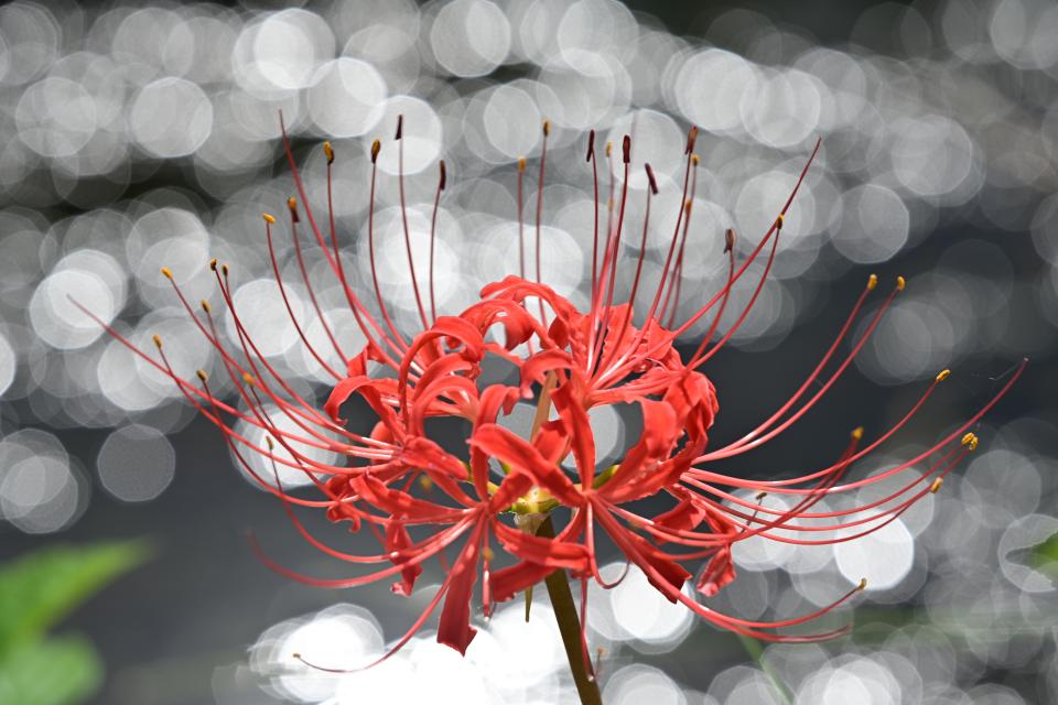 きらめく彼岸花