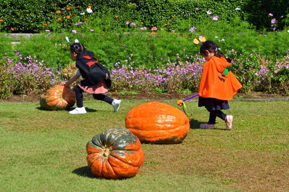 大きなカボチャ　