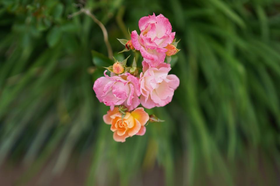 インビテーション