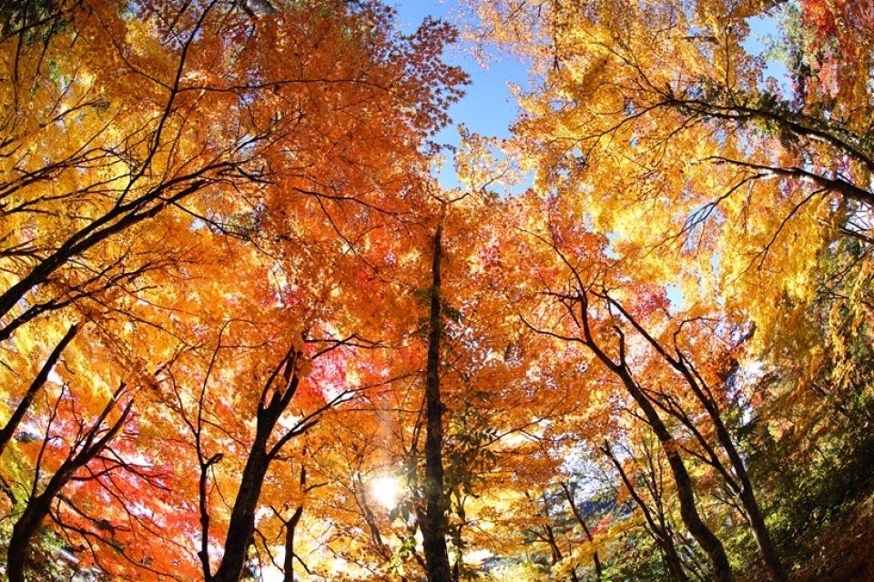 秋色ステンドグラス  