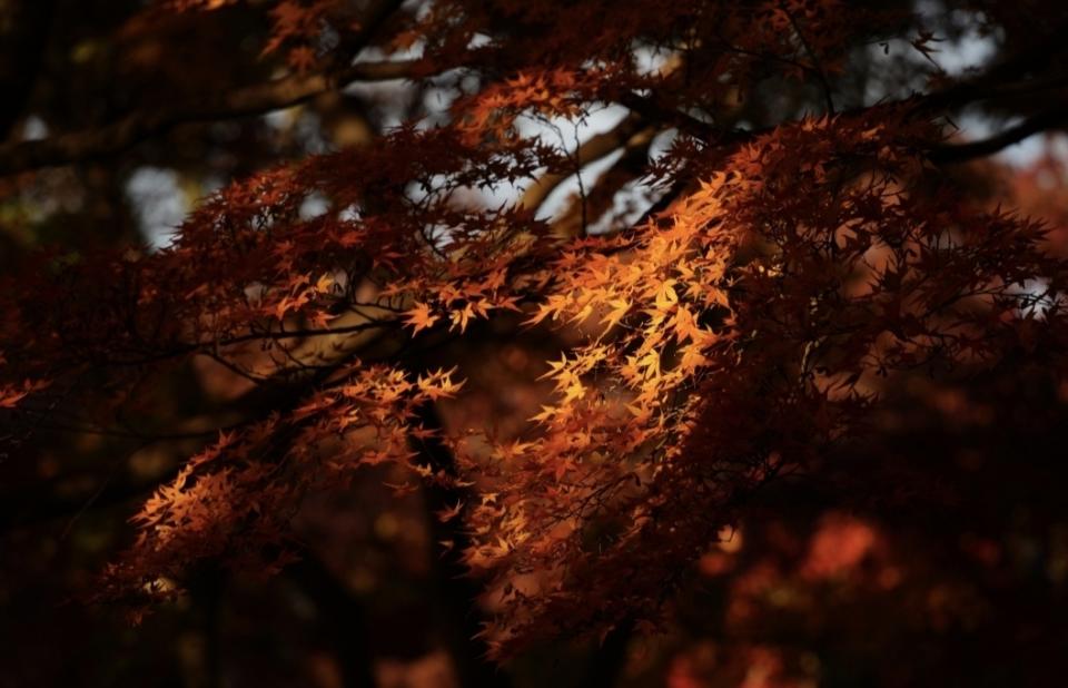 紅葉と光