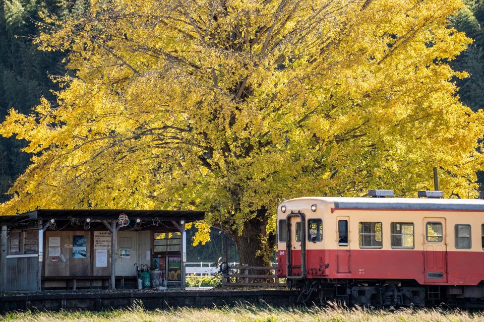 イチョウの駅に到着