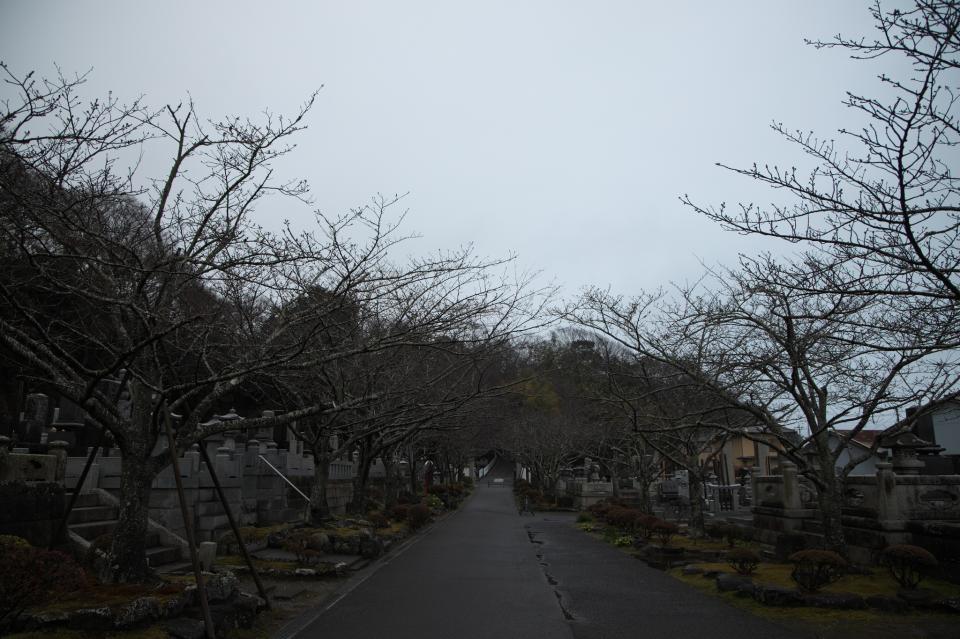 華蔵院梅だけど季節外れやな